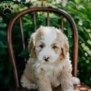 Dolly, Mini Bernedoodle Puppy