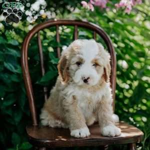 Dolly, Mini Bernedoodle Puppy