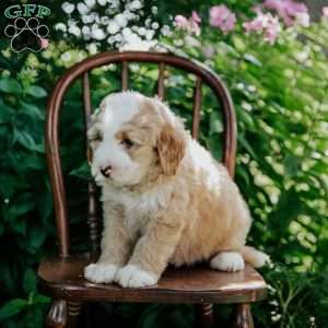 Dolly, Mini Bernedoodle Puppy