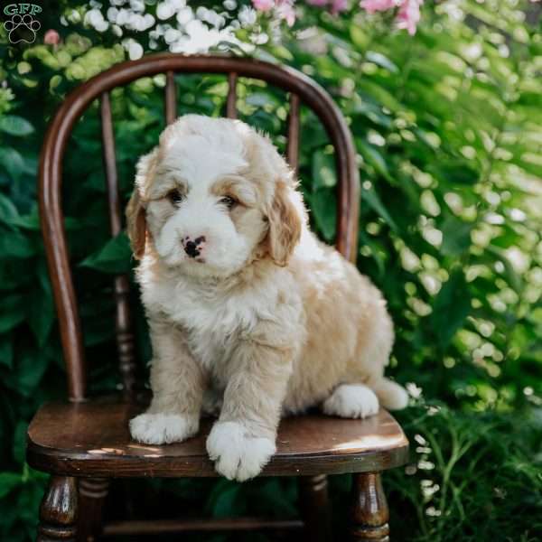 Dolly, Mini Bernedoodle Puppy