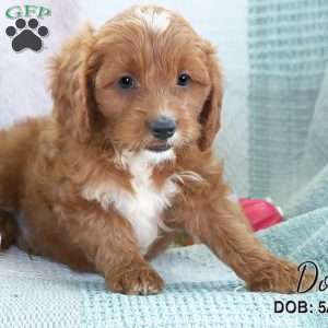 Don, Cavapoo Puppy