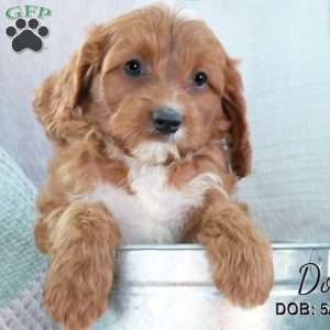 Don, Cavapoo Puppy