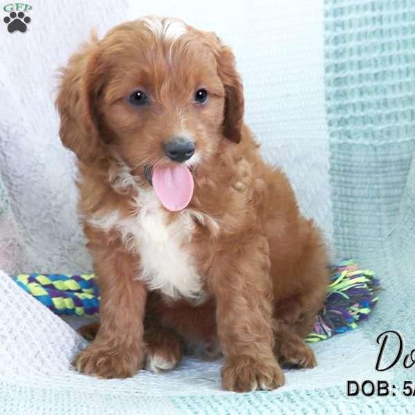 Don, Cavapoo Puppy