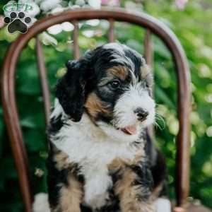 Drew, Mini Bernedoodle Puppy