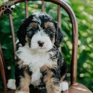 Drew, Mini Bernedoodle Puppy