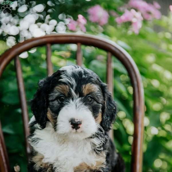 Drew, Mini Bernedoodle Puppy