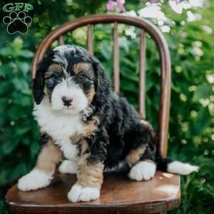 Drew, Mini Bernedoodle Puppy