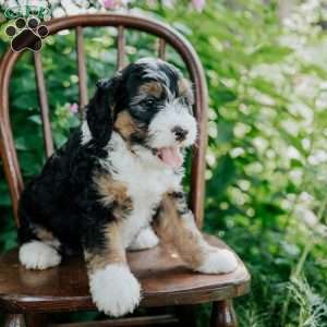Drew, Mini Bernedoodle Puppy