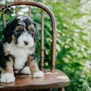 Drew, Mini Bernedoodle Puppy