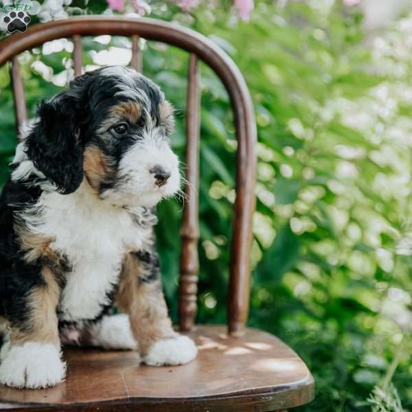 Drew, Mini Bernedoodle Puppy