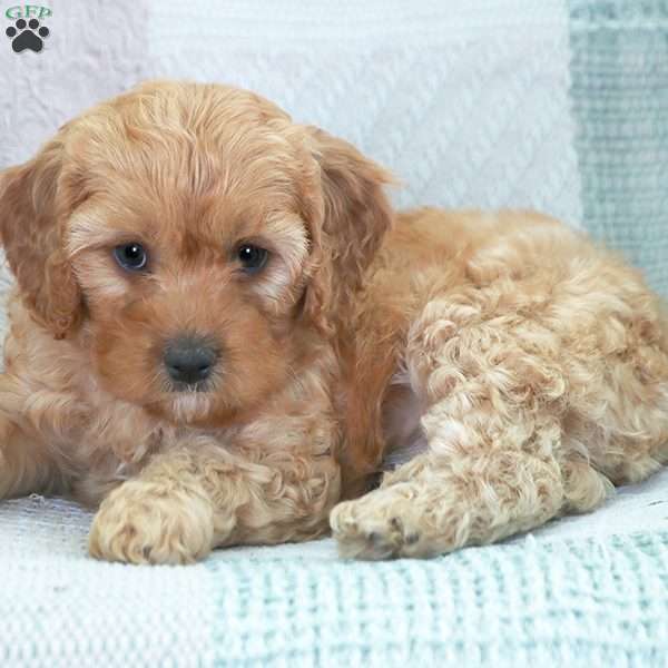 Drew, Cavapoo Puppy