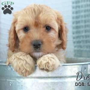 Drew, Cavapoo Puppy