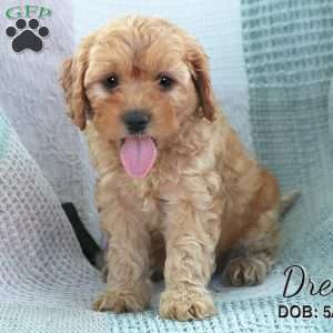 Drew, Cavapoo Puppy