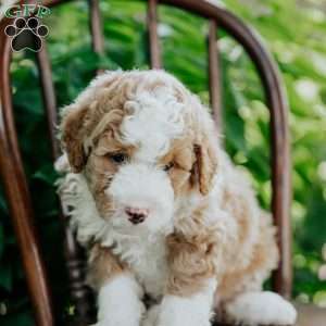 Duke, Mini Bernedoodle Puppy