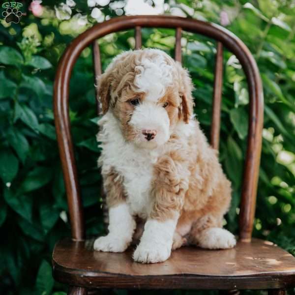 Duke, Mini Bernedoodle Puppy