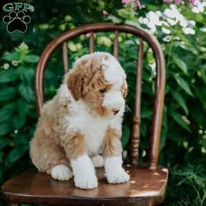 Duke, Mini Bernedoodle Puppy