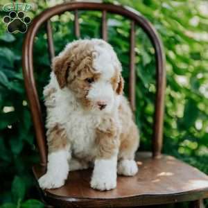 Duke, Mini Bernedoodle Puppy