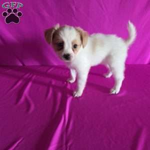 Daisy, Papillon Puppy