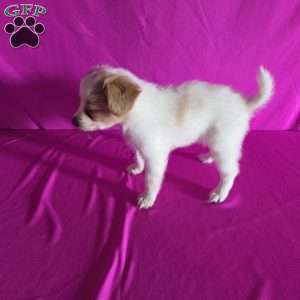 Daisy, Papillon Puppy