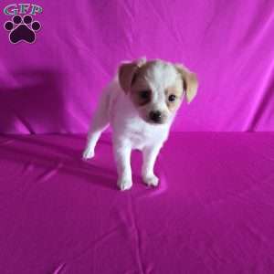Daisy, Papillon Puppy