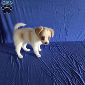 Dewey, Papillon Puppy