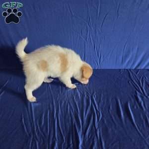 Dewey, Papillon Puppy