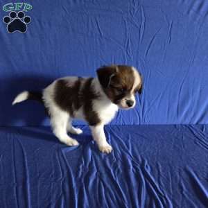 Drew, Papillon Puppy