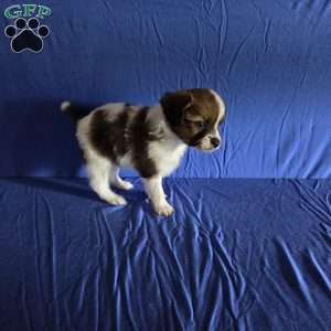 Drew, Papillon Puppy
