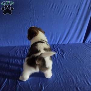 Drew, Papillon Puppy