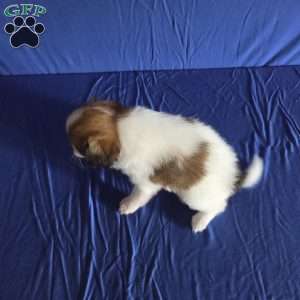 Dirk, Papillon Puppy
