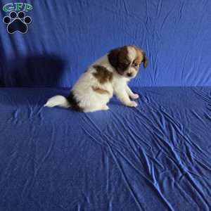 Dirk, Papillon Puppy