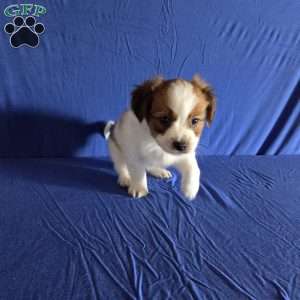 Evan, Papillon Puppy