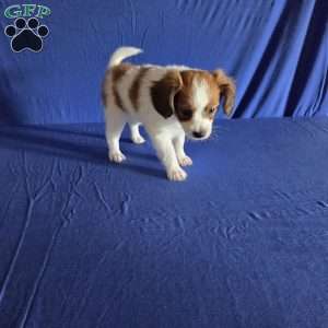 Emerson, Papillon Puppy