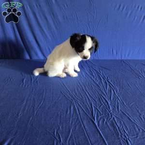 Elliott, Papillon Puppy