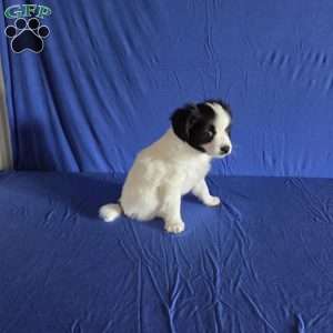 Elliott, Papillon Puppy