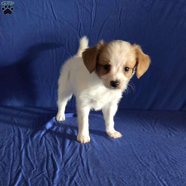 Dirk, Papillon Puppy