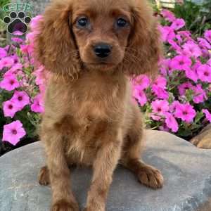 Trina, Cavapoo Puppy