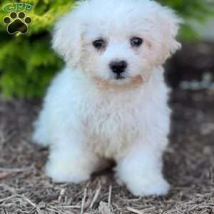 Cotton, Bich-Poo Puppy