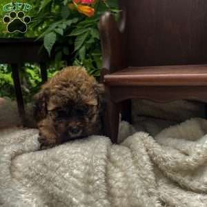 Tarzan, Miniature Poodle Puppy