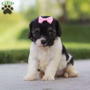 Viola, Cavapoo Puppy