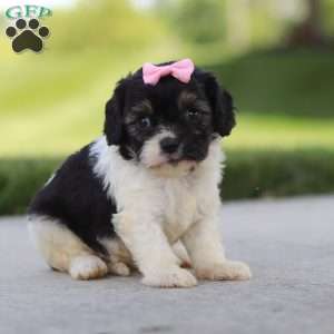 Viola, Cavapoo Puppy