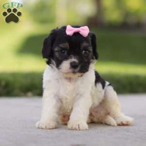 Viola, Cavapoo Puppy