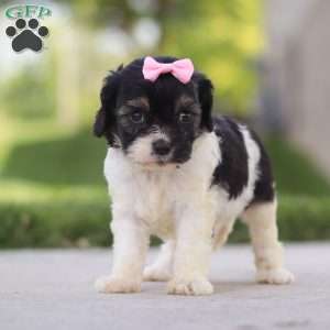 Viola, Cavapoo Puppy