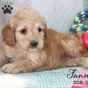 Fannie, Cockapoo Puppy