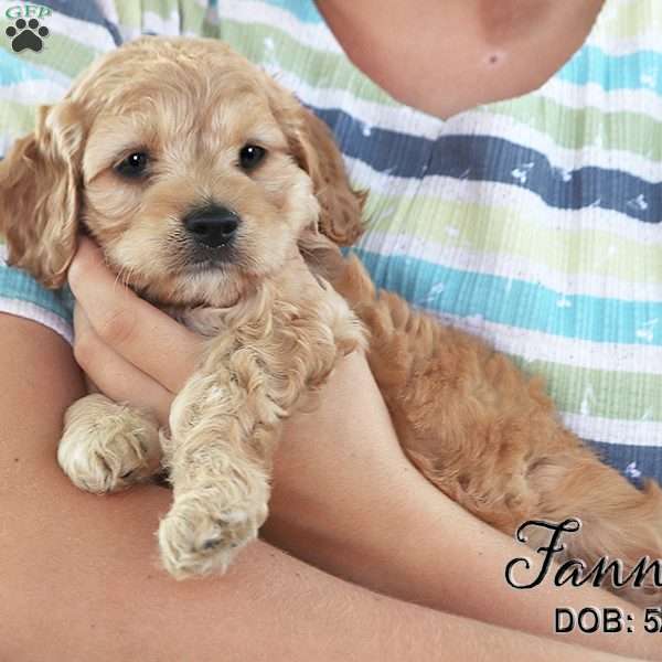 Fannie, Cockapoo Puppy