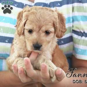 Fannie, Cockapoo Puppy