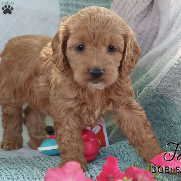 Fay, Cockapoo Puppy