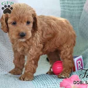 Fay, Cockapoo Puppy