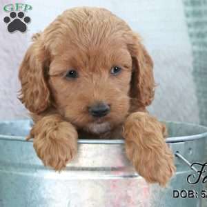 Fay, Cockapoo Puppy