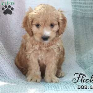 Flicka, Cockapoo Puppy